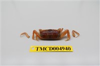 藏品(短身大眼蟹)的圖片